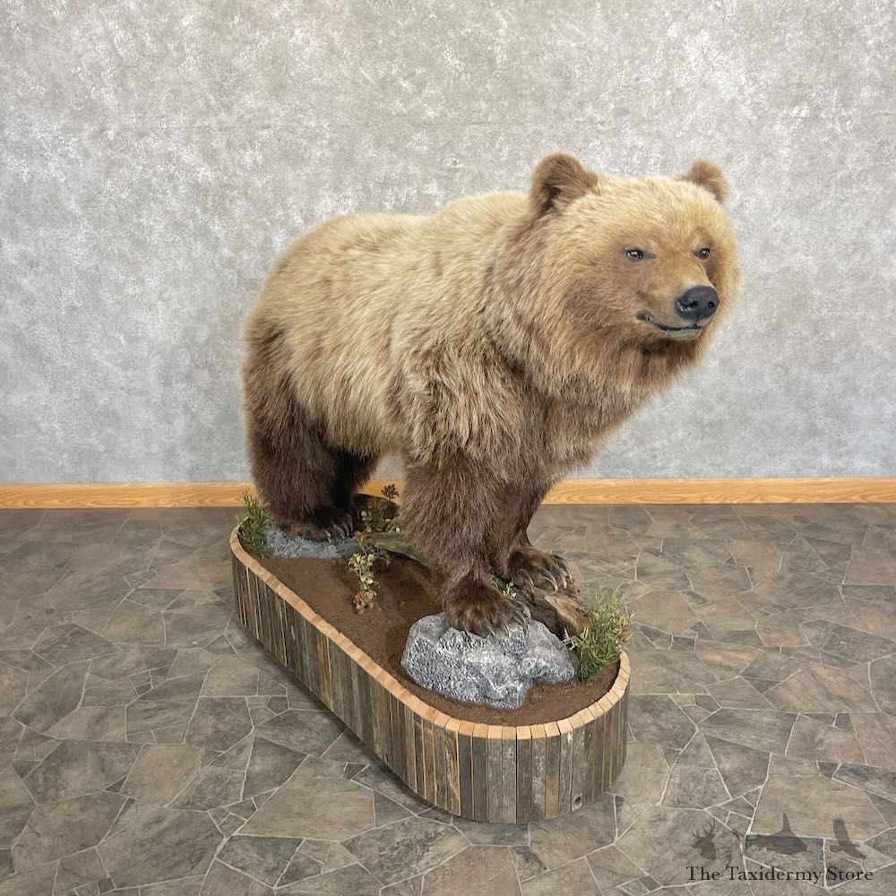 Toklat Grizzly Bear Mount For Sale #27728 @ The Taxidermy Store