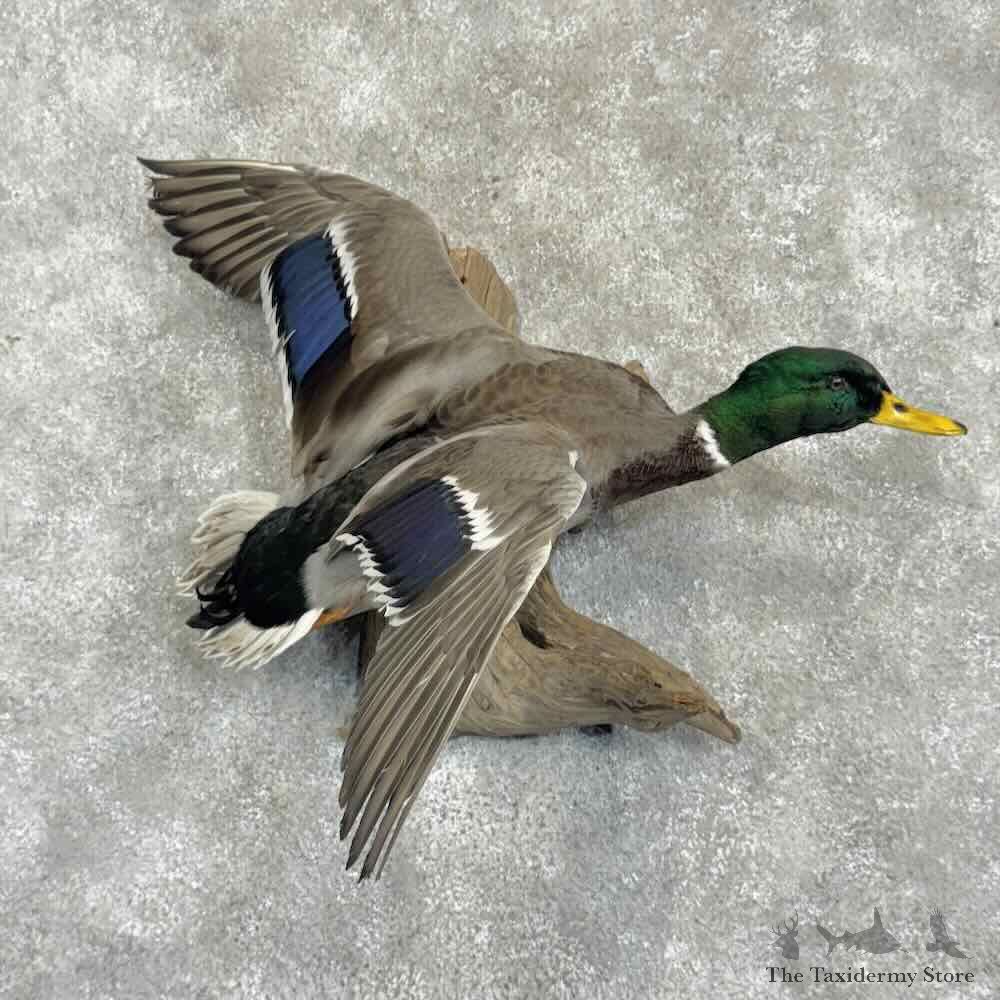 Mallard Duck Drake Bird Mount For Sale #31055 @ The Taxidermy Store