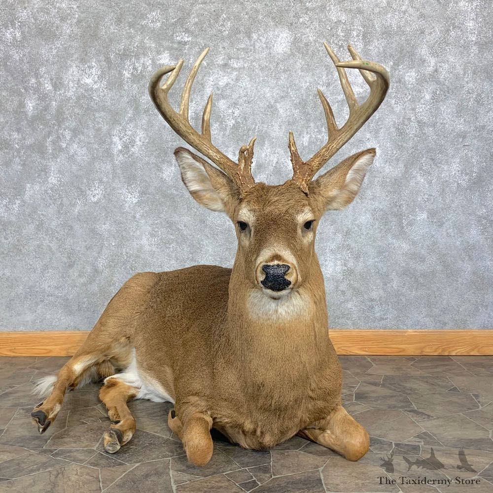 Whitetail Deer Life-Size Mount For Sale #23011 @ The Taxidermy Store