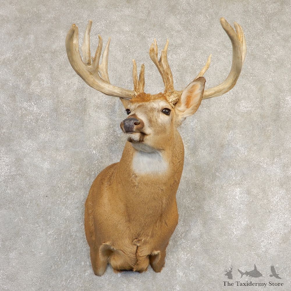 Whitetail Deer Shoulder Taxidermy Mount For Sale #20832 @ The Taxidermy Store.jpg