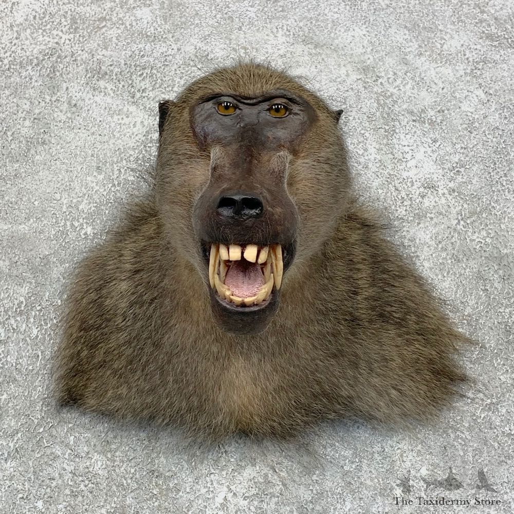 Chacma Baboon Taxidermy Shoulder Mount #21729 For Sale @The Taxidermy Store