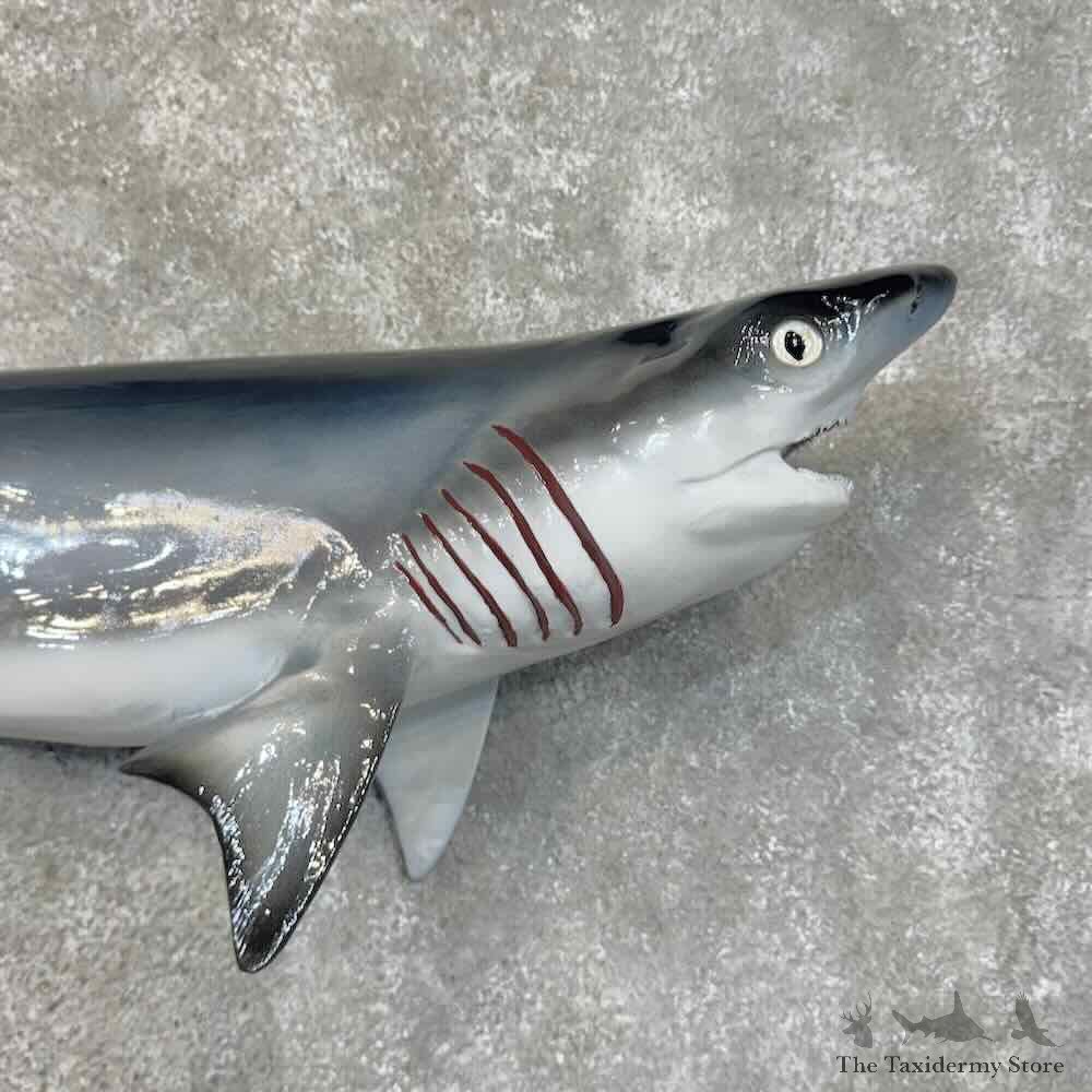Bluntnose Sixgill Shark Reproduction Mount For Sale #30451 @ The Taxidermy Store