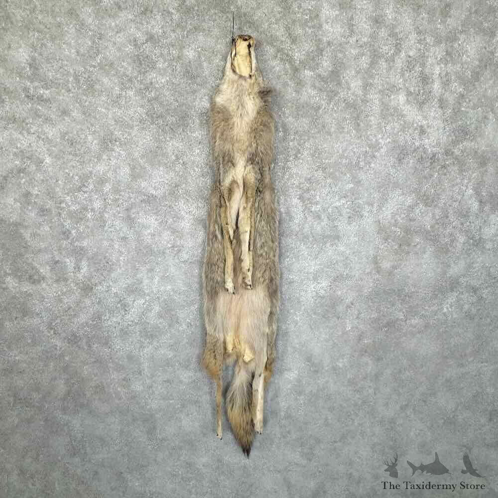 Coyote Dressing Tanned Hide For Sale #30945 @ The Taxidermy Store