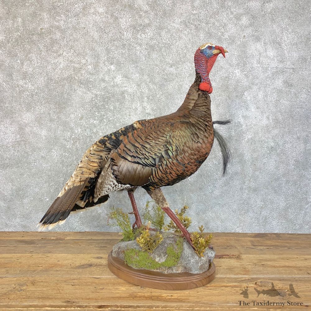Gould's Turkey Bird Mount For Sale #23933 @ The Taxidermy Store