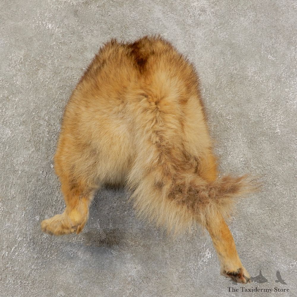 Coyote Rump Novelty Mount For Sale #21452 @ The Taxidermy Store