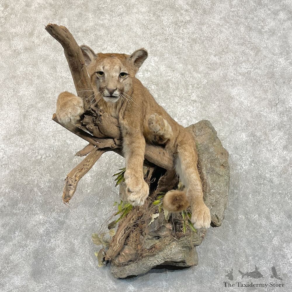 Mountain Lion Life Size Mount For Sale #27768 @ The Taxidermy Store