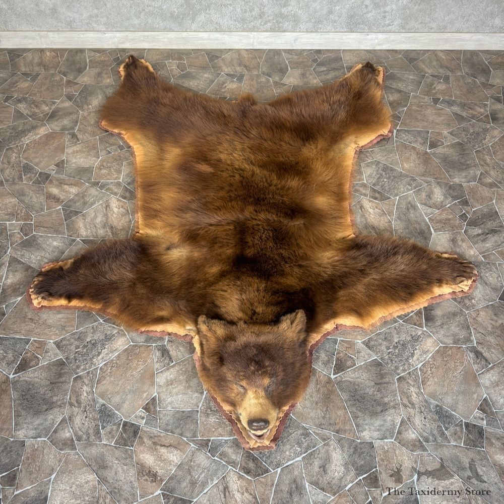 Cinnamon Black Bear Full-Size Rug For Sale #29762 @ The Taxidermy Store