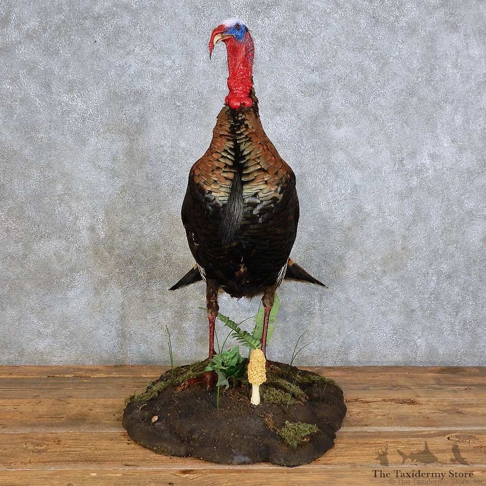 Eastern Wild Turkey Bird Mount For Sale #15864 @ The Taxidermy Store