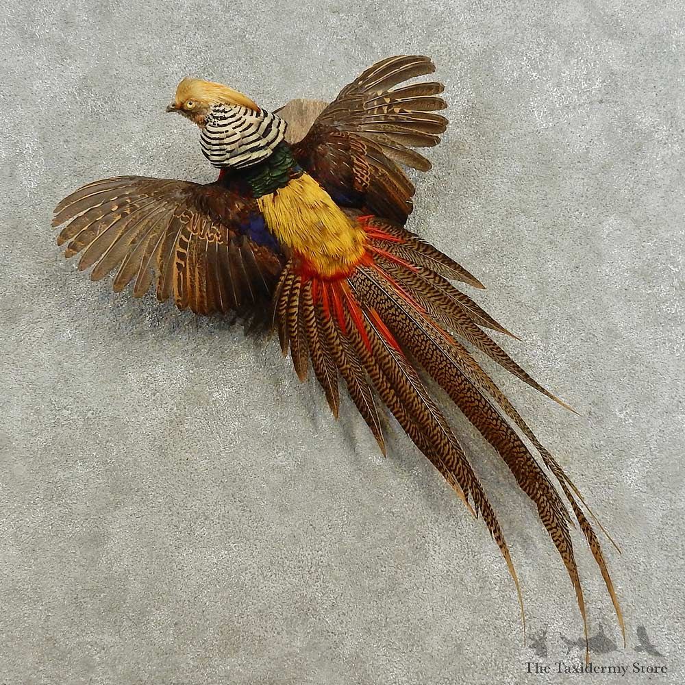 Golden Pheasant Bird Mount For Sale #16655 @ The Taxidermy Store