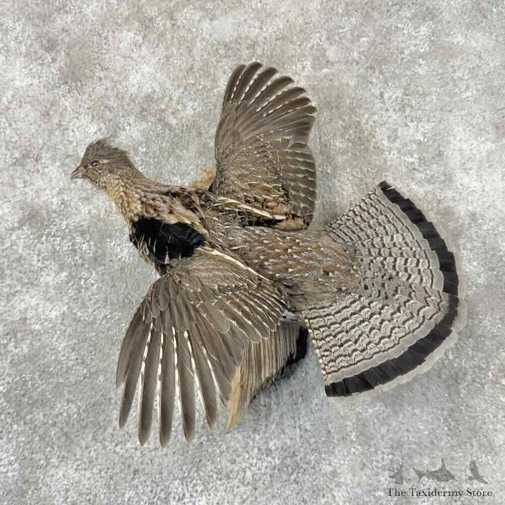 Ruffed Grouse Bird Mount For Sale #31855 @ The Taxidermy Store