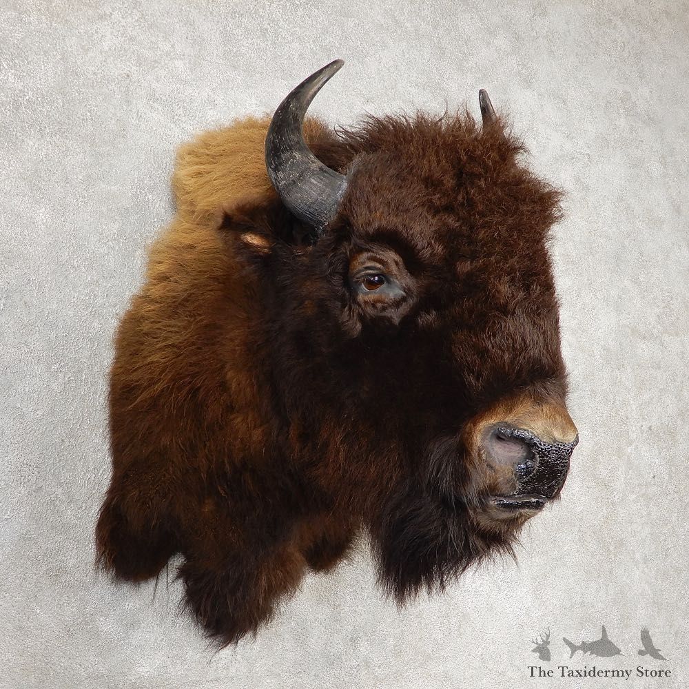American Buffalo Shoulder Taxidermy Mount For Sale #21058 @ The Taxidermy Store