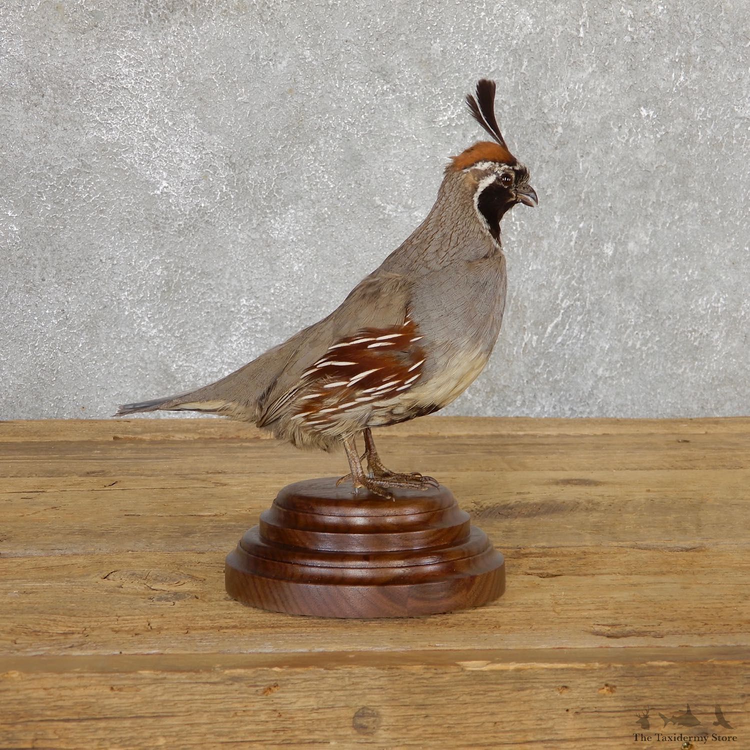 Gamble Quail Life-Size Mount For Sale #19807 @ The Taxidermy Store
