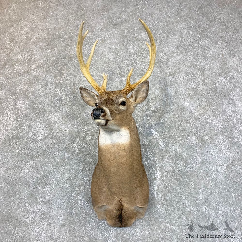 Whitetail Deer Shoulder Mount #23859 For Sale - The Taxidermy Store