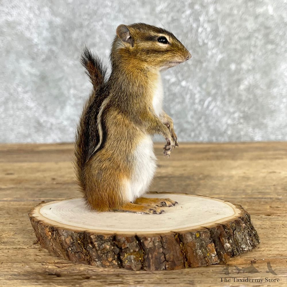 Chipmunk Life-Size Mount For Sale #24075 @ The Taxidermy Store