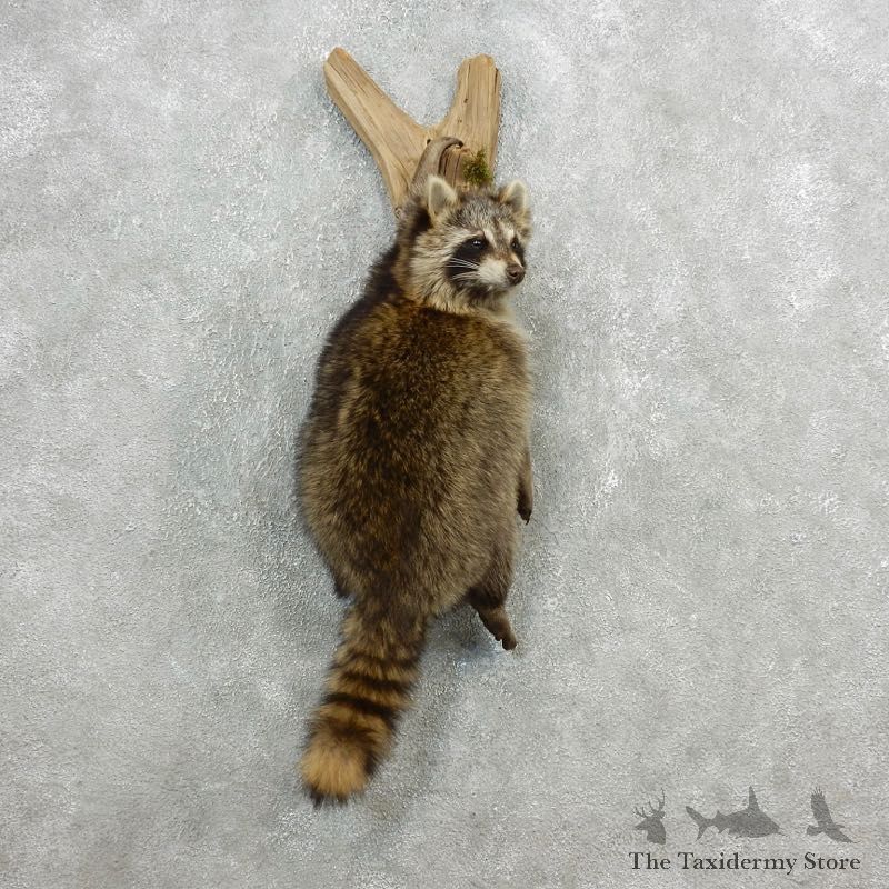 Wall-Hanging Raccoon Mount For Sale #18124 @ The Taxidermy Store