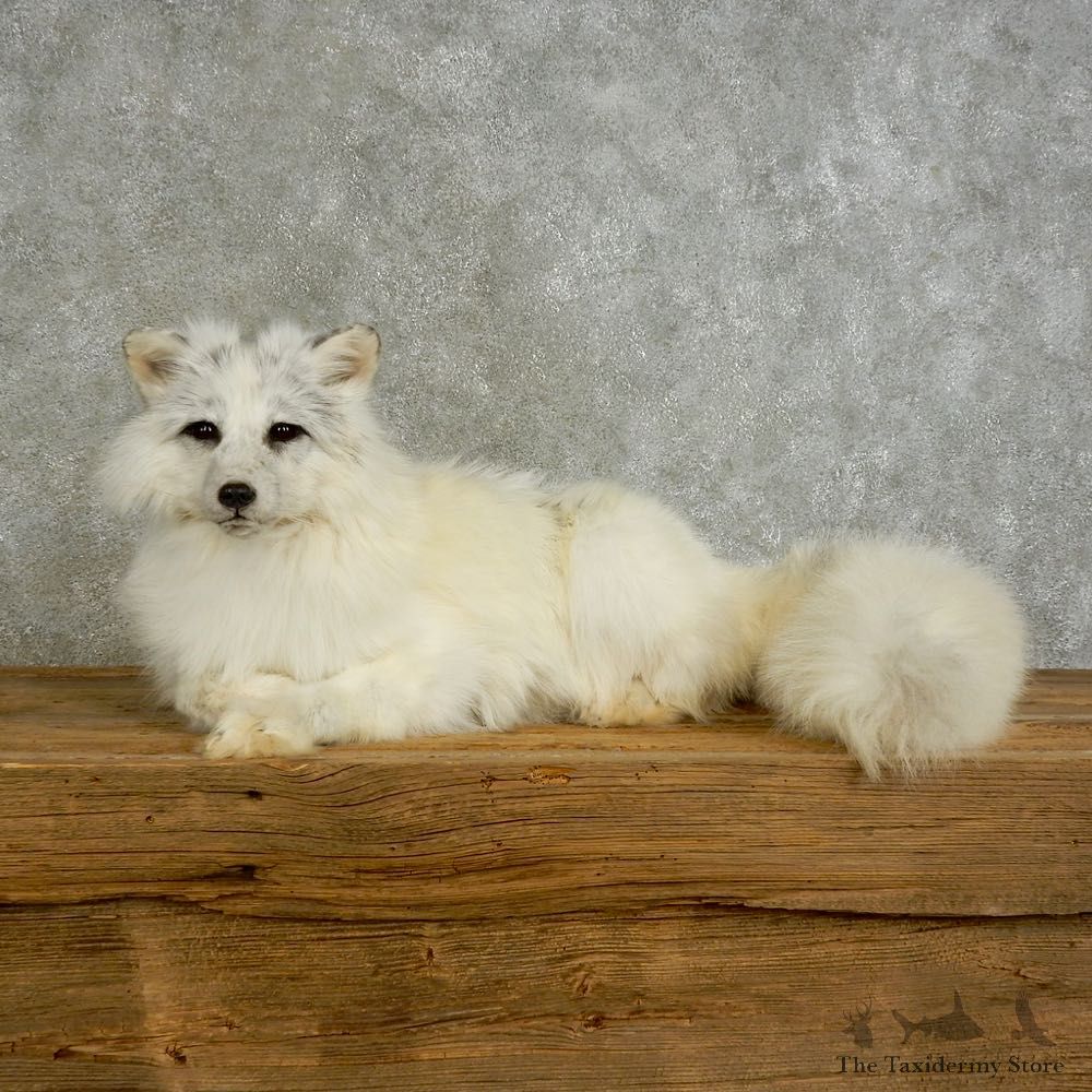 Marbled Fox Life-Size Mount For Sale #17037 @ The Taxidermy Store