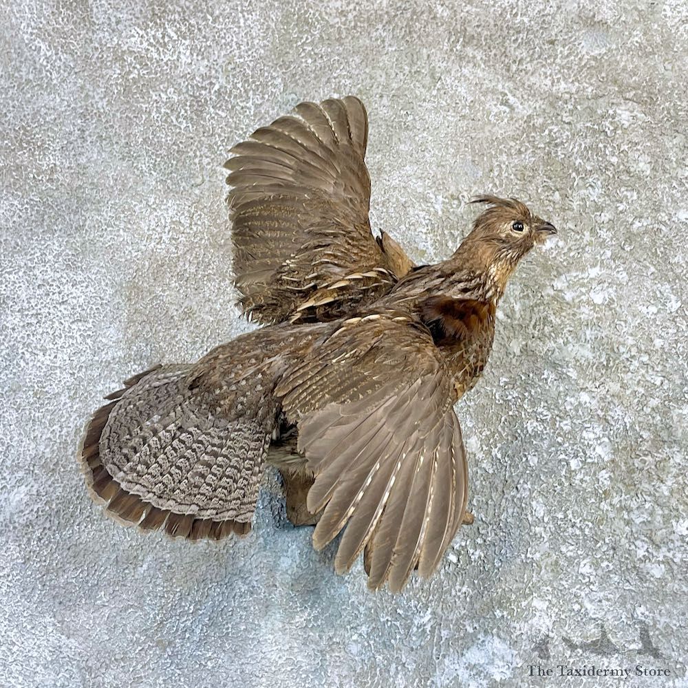 Ruffed Grouse Bird Mount For Sale #26499 @ The Taxidermy Store