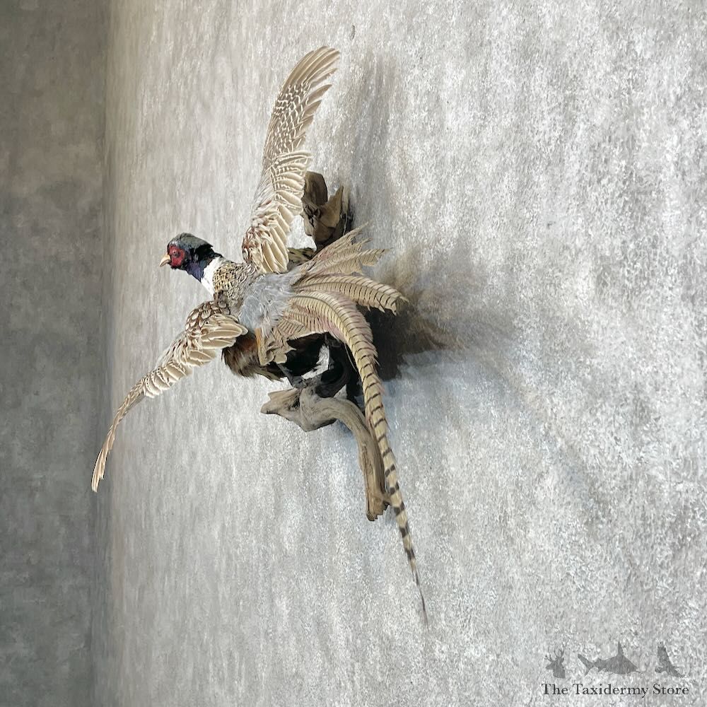 Ringneck Pheasant Bird Mount For Sale #28430 @ The Taxidermy Store