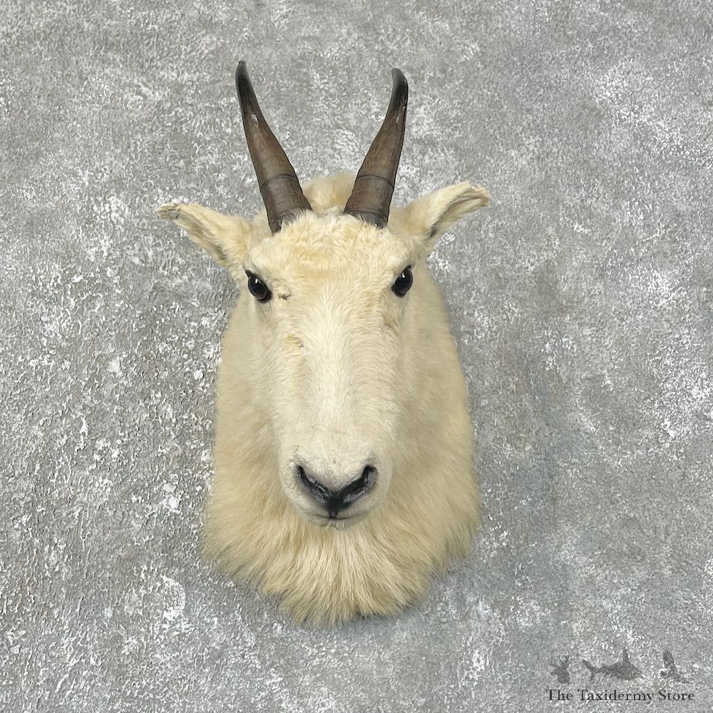 Mountain Goat Shoulder Mount For Sale #25489 @ The Taxidermy Store