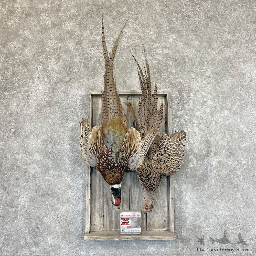 Ringneck Pheasant Bird Mount For Sale #26602 @ The Taxidermy Store