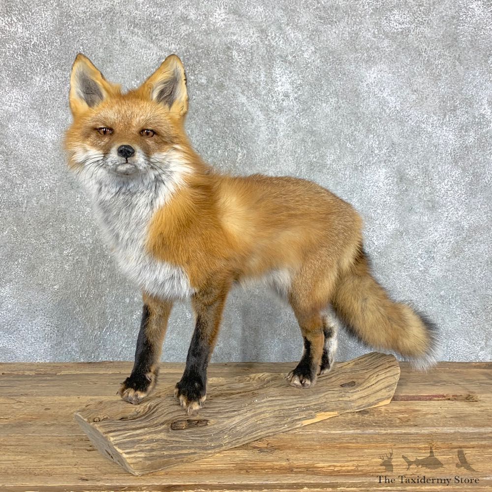 Red Fox Life-Size Mount For Sale #22457 @ The Taxidermy Store