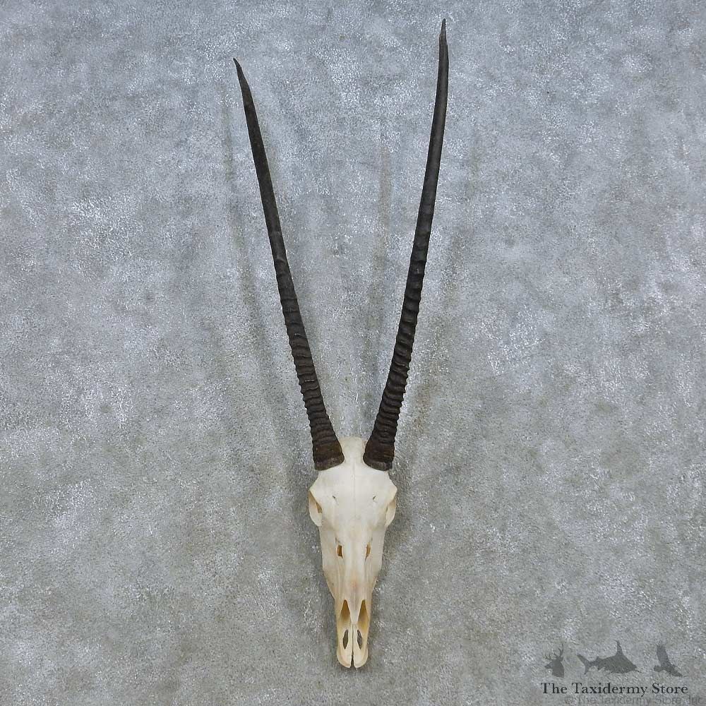 Gemsbok Skull & Horn European Mount For Sale #15149 @ The Taxidermy Store