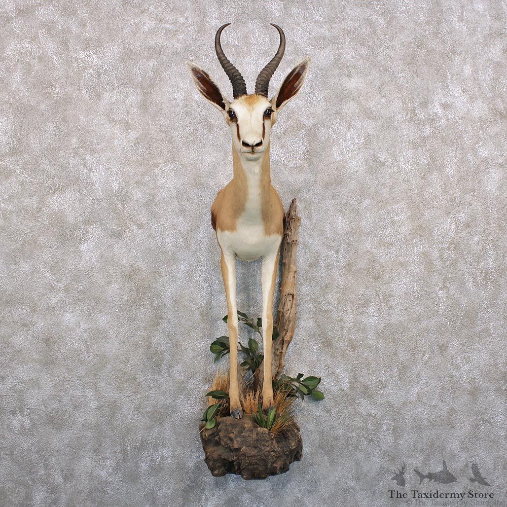 African Springbok Half Life Size Taxidermy Mount #12296 For Sale @ The Taxidermy Store