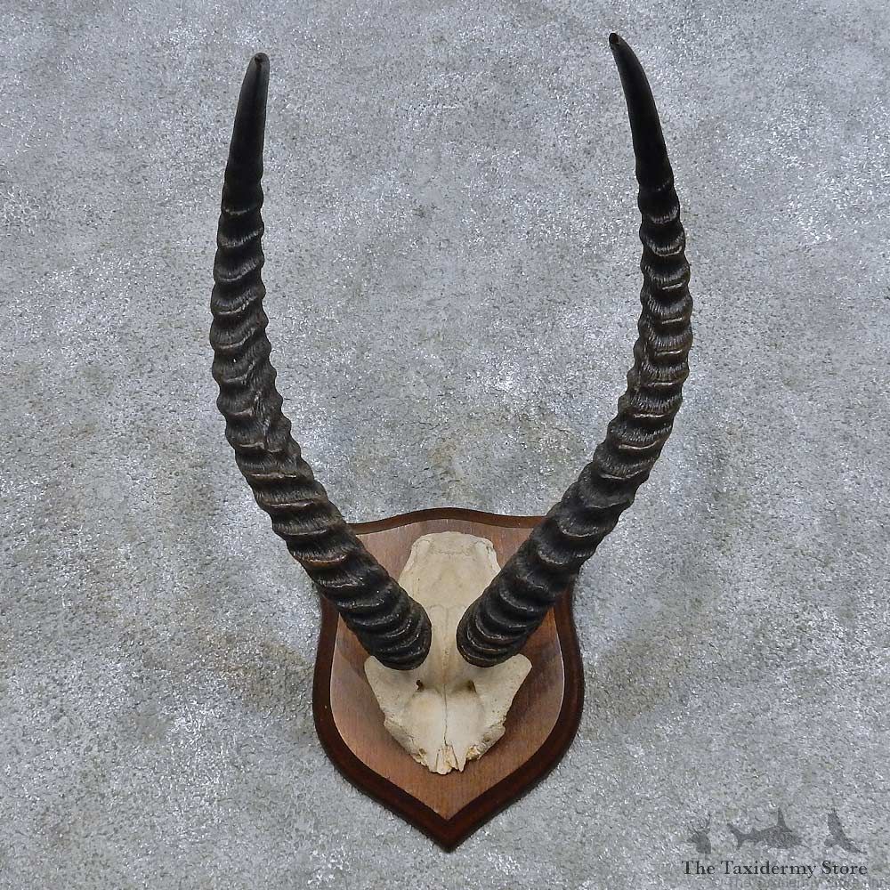 Black Lechwe Horn Plaque Mount For Sale #14624 @ The Taxidermy Store