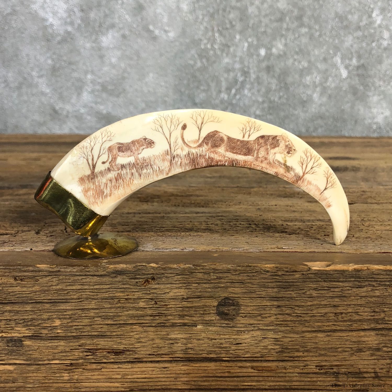 Scrimshawed Warthog Tooth For Sale #19951 @ The Taxidermy Store