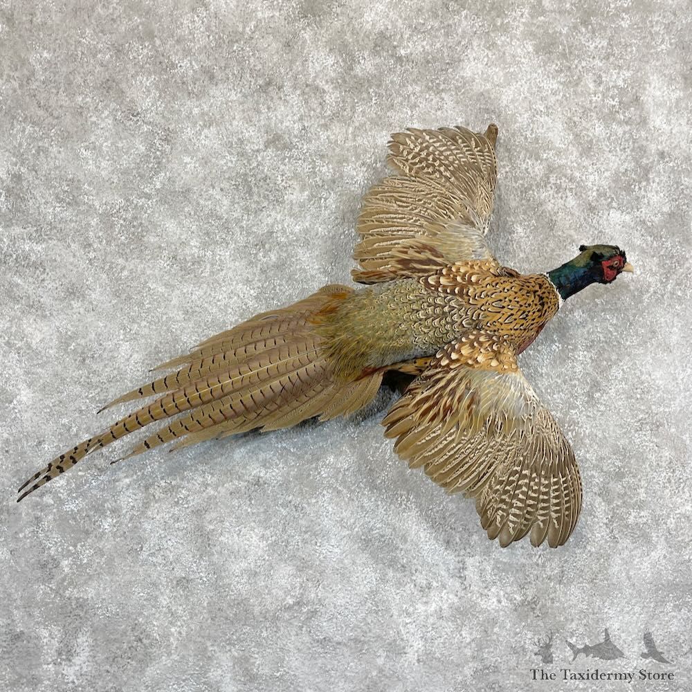 Ringneck Pheasant Bird Mount For Sale #28250 @ The Taxidermy Store