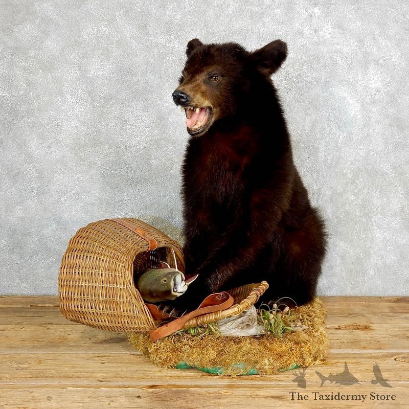 Black Bear Taxidermy Mount #18217 For Sale @ The Taxidermy Store