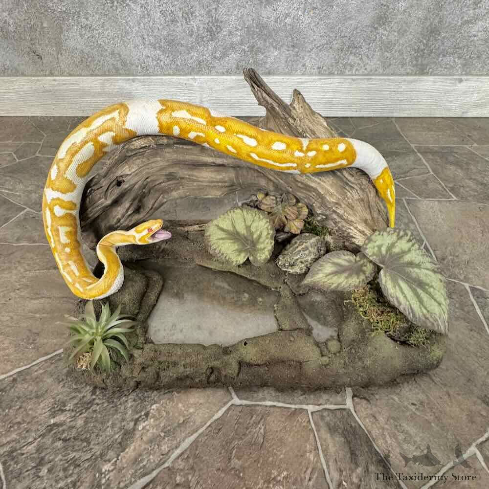 Albino Ball Python Life-Size Snake Mount For Sale #31309 @ The Taxidermy Store