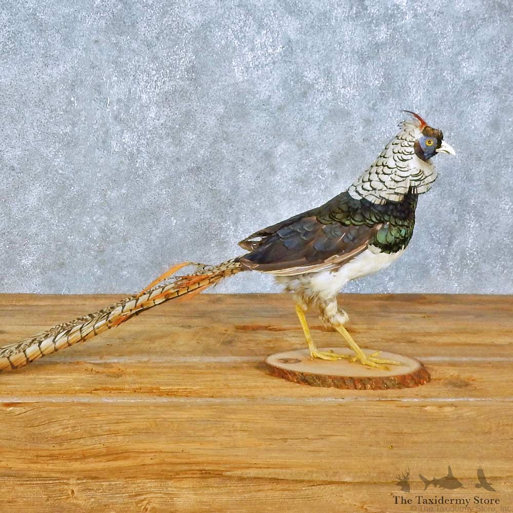 Lady Amherst Pheasant Bird Mount For Sale #15414 @ The Taxidermy Store