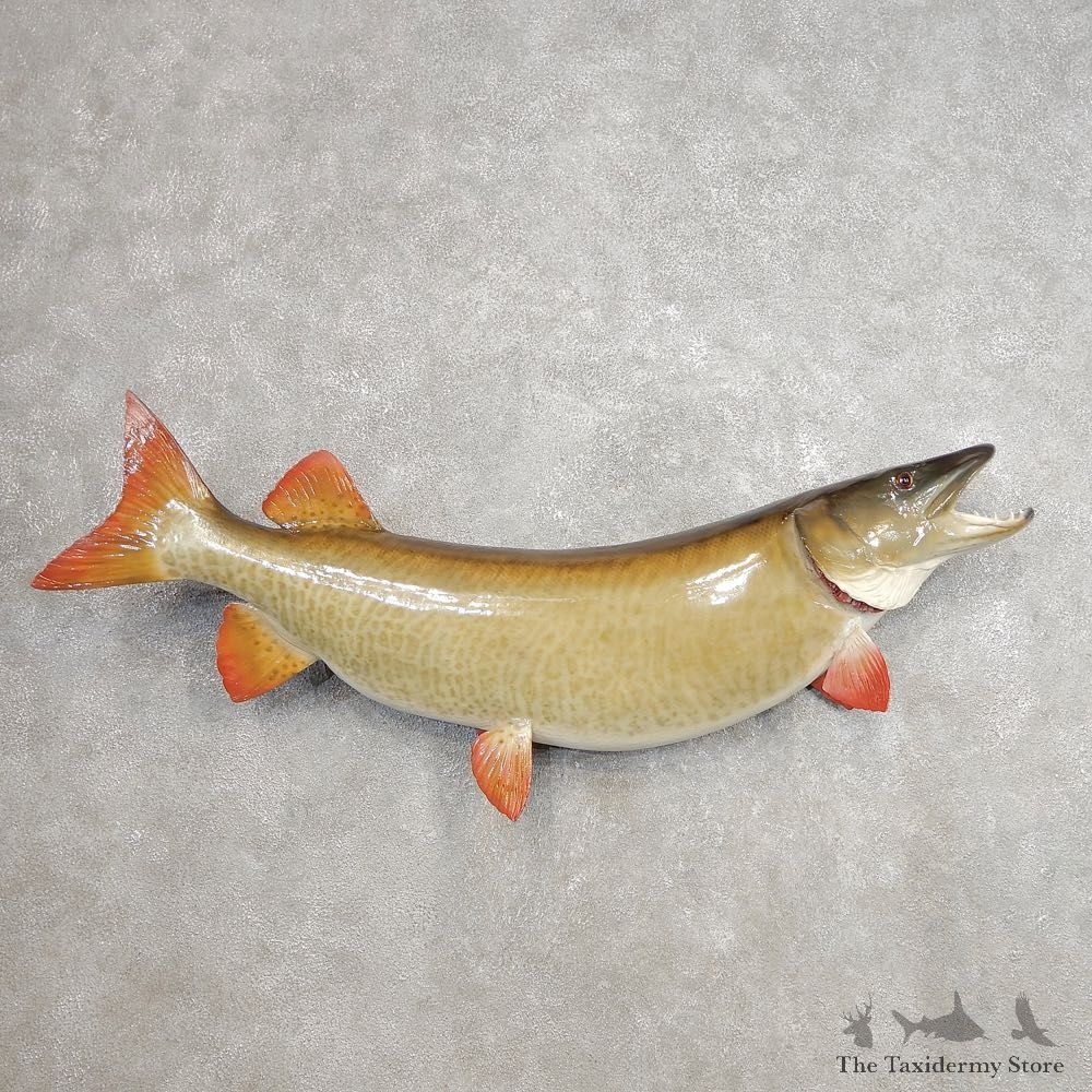 Musky Fish Taxidermy Mount For Sale #21267 - The Taxidermy Store