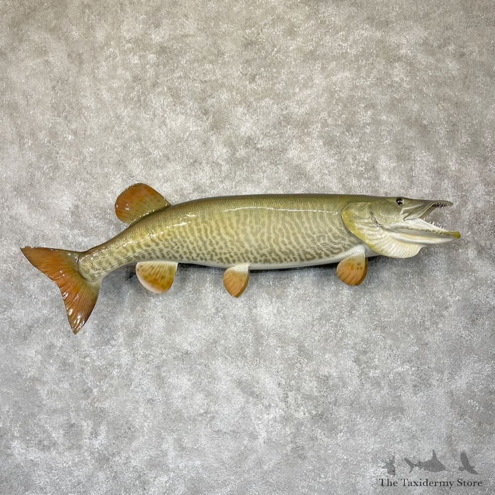 Reproduction Muskellunge Fish Mount For Sale #28137 @ The Taxidermy Store
