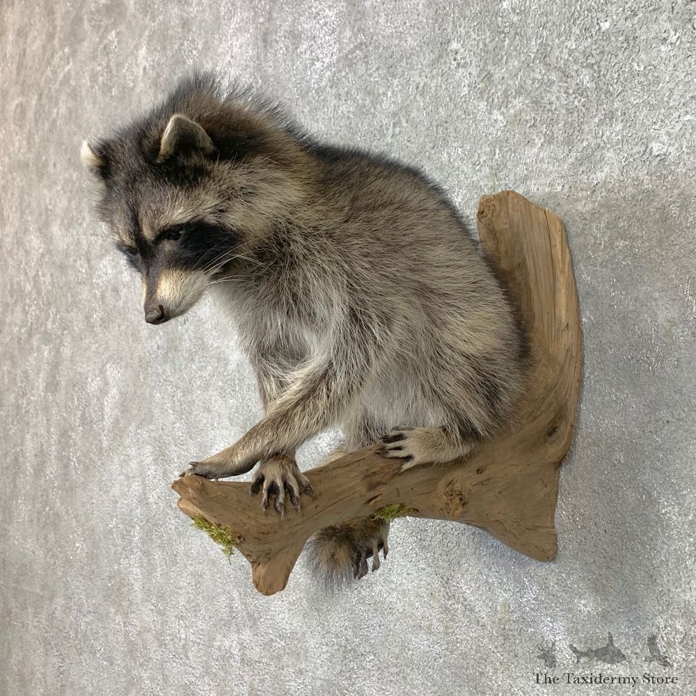 Raccoon Life-Size Mount For Sale #23407 @ The Taxidermy Store