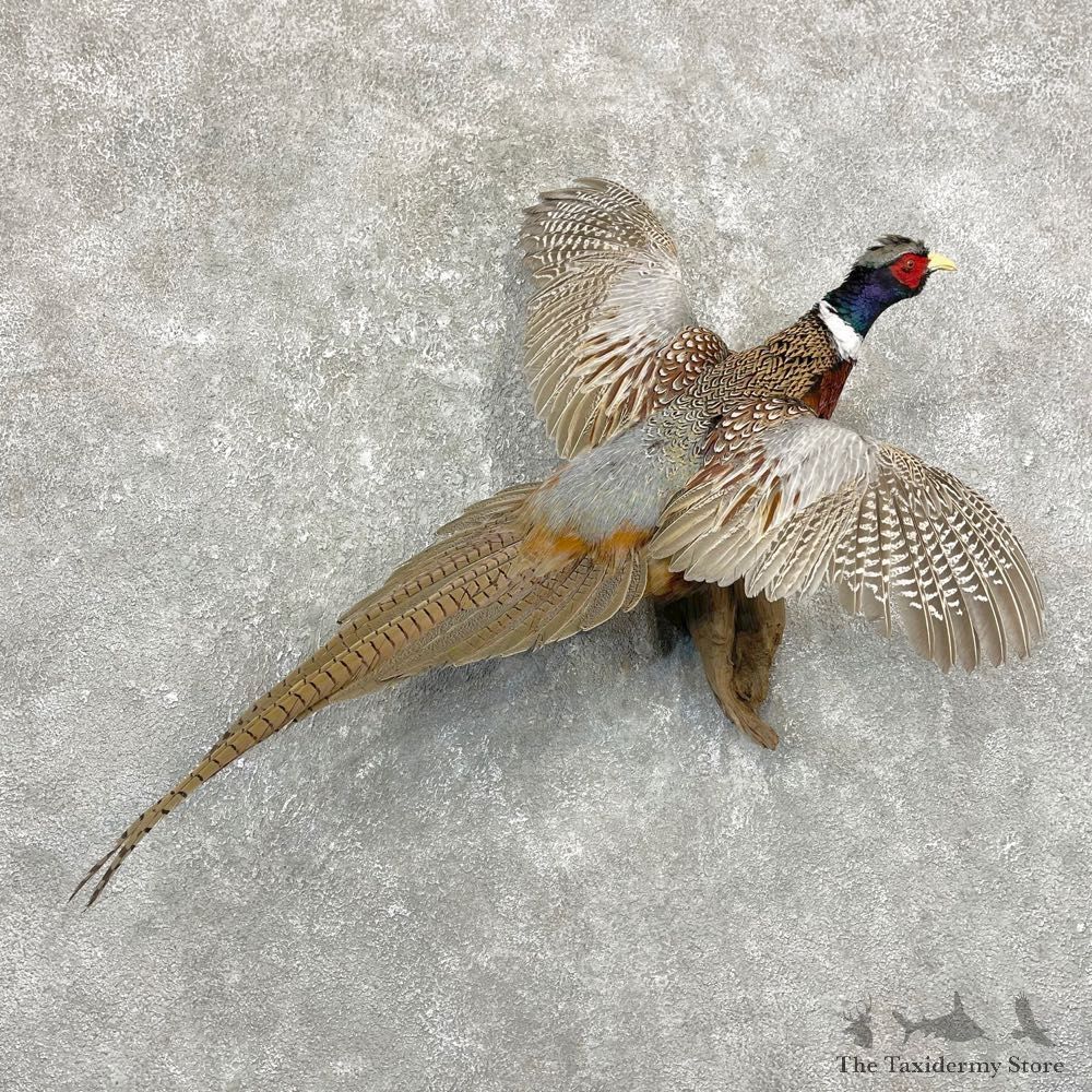 Ringneck Pheasant Bird Mount For Sale #24782 @ The Taxidermy Store