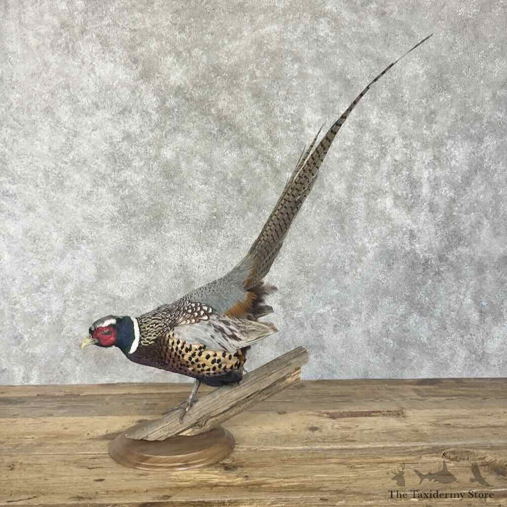 Ringneck Pheasant Bird Mount For Sale #30707 @ The Taxidermy Store