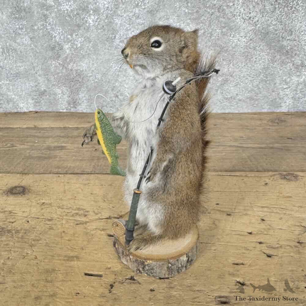 Fishing Red Pine Squirrel Novelty Mount For Sale #31619 @ The Taxidermy Store