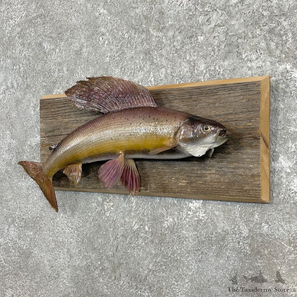 Arctic Grayling Fish Mount For Sale #27462 @ The Taxidermy Store