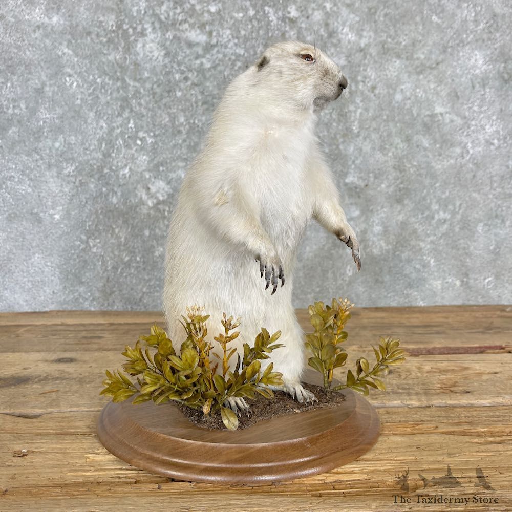 Albino Prairie Dog Life-Size Mount For Sale #27180 @ The Taxidermy Store