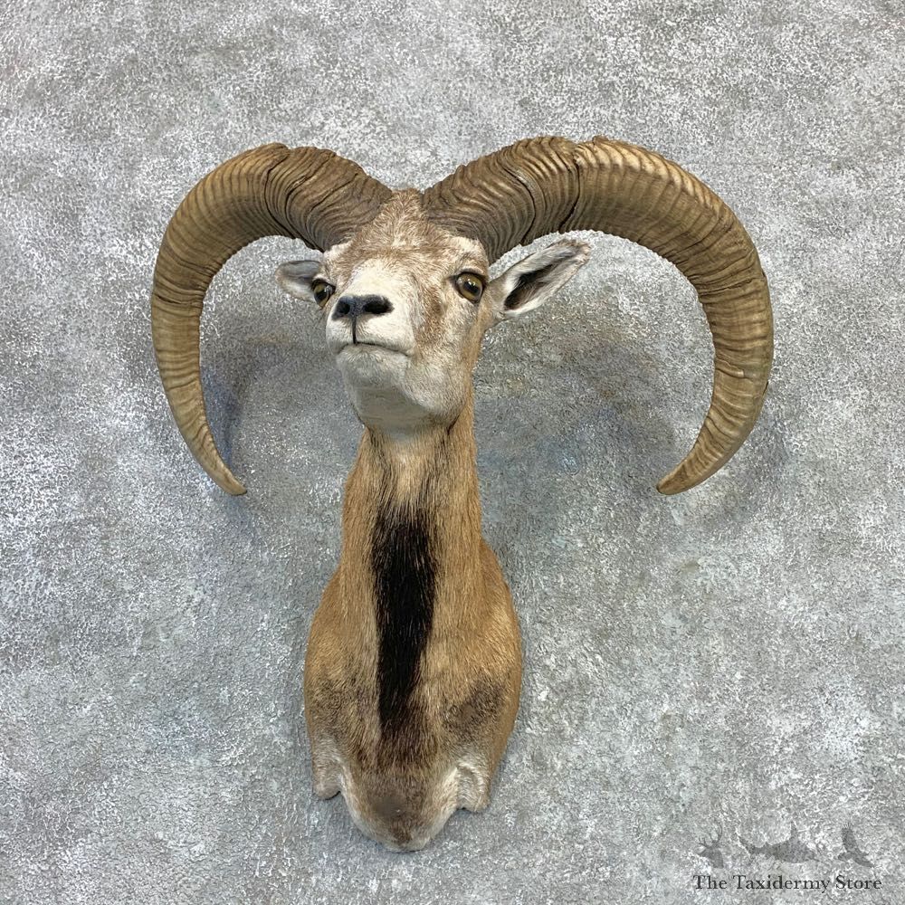 Mouflon Ram Shoulder Mount For Sale #23120 @ The Taxidermy Store