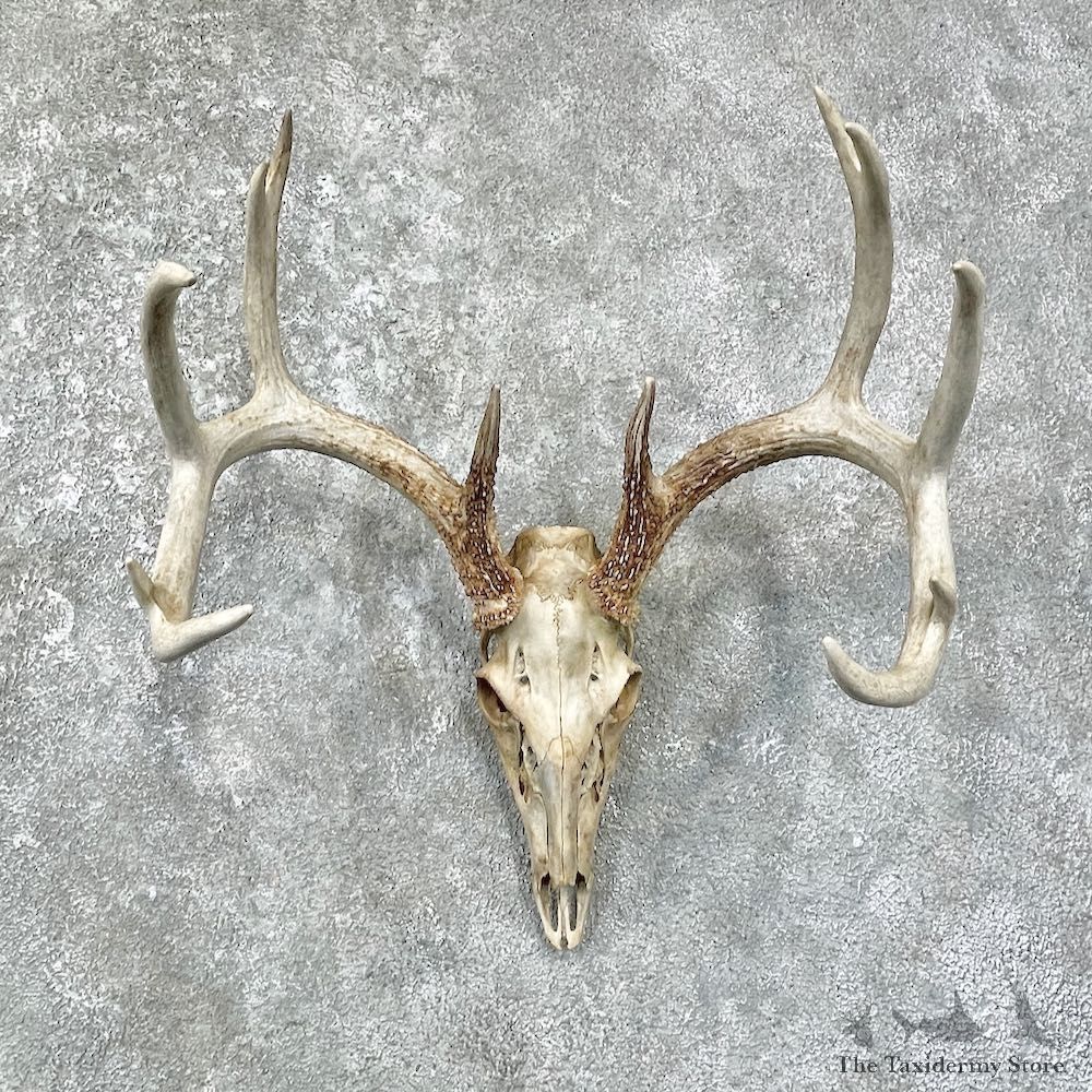 Whitetail Deer Skull European Mount For Sale #25675 @ The Taxidermy Store