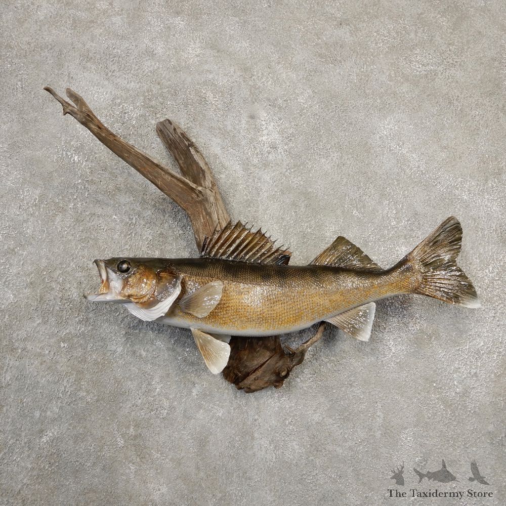 Walleye Taxidermy Mount For Sale #20670 @ The Taxidermy Store