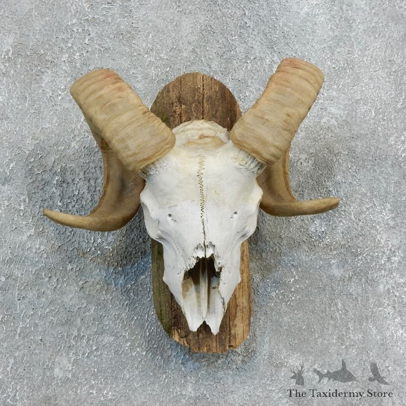 Corsican Ram Skull European Mount For Sale #18330 @ The Taxidermy Store