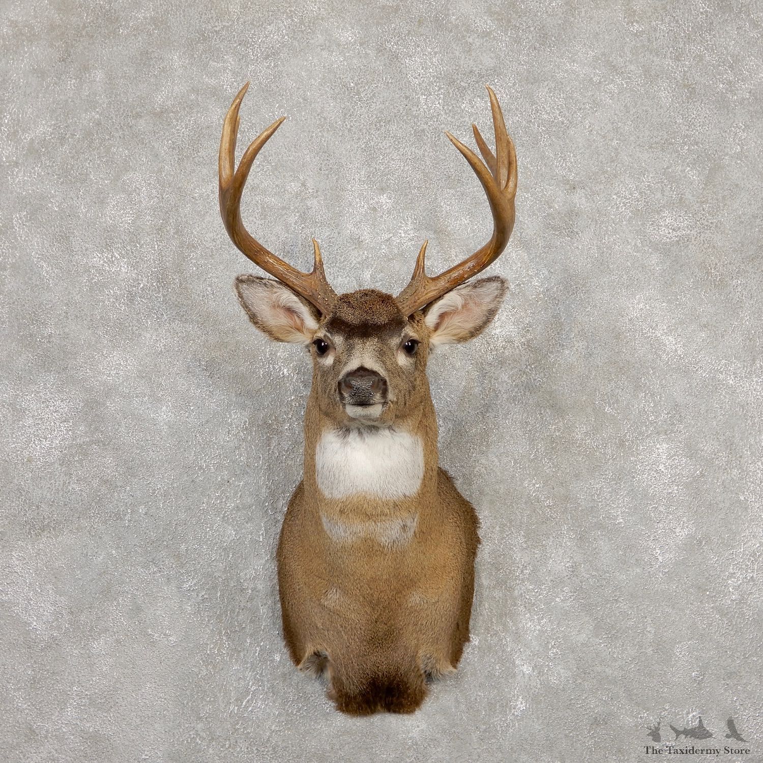 Sitka Blacktail Deer Shoulder Mount For Sale #19922 For Sale @ The Taxidermy Store