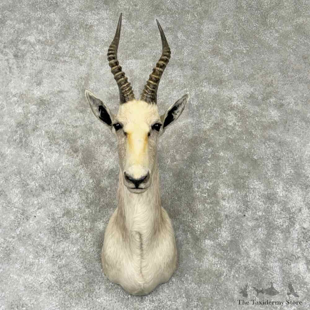 White Blesbok Shoulder Mount For Sale #30424 @ The Taxidermy Store