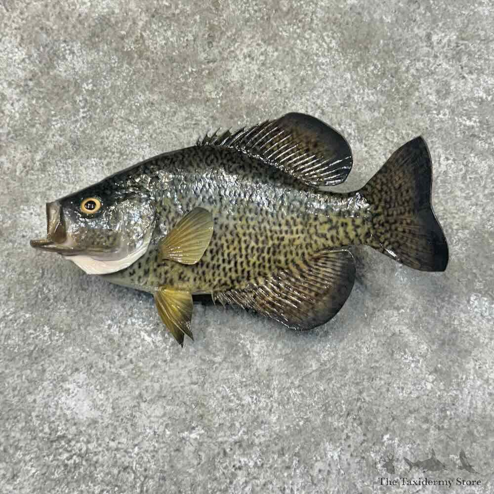 Black Crappie Fish Mount For Sale #31299 @ The Taxidermy Store