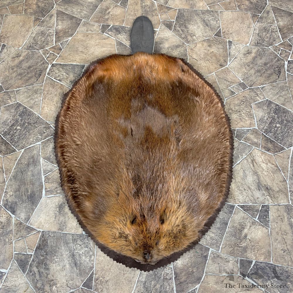 North American Beaver Rug For Sale #23663 @ The Taxidermy Store