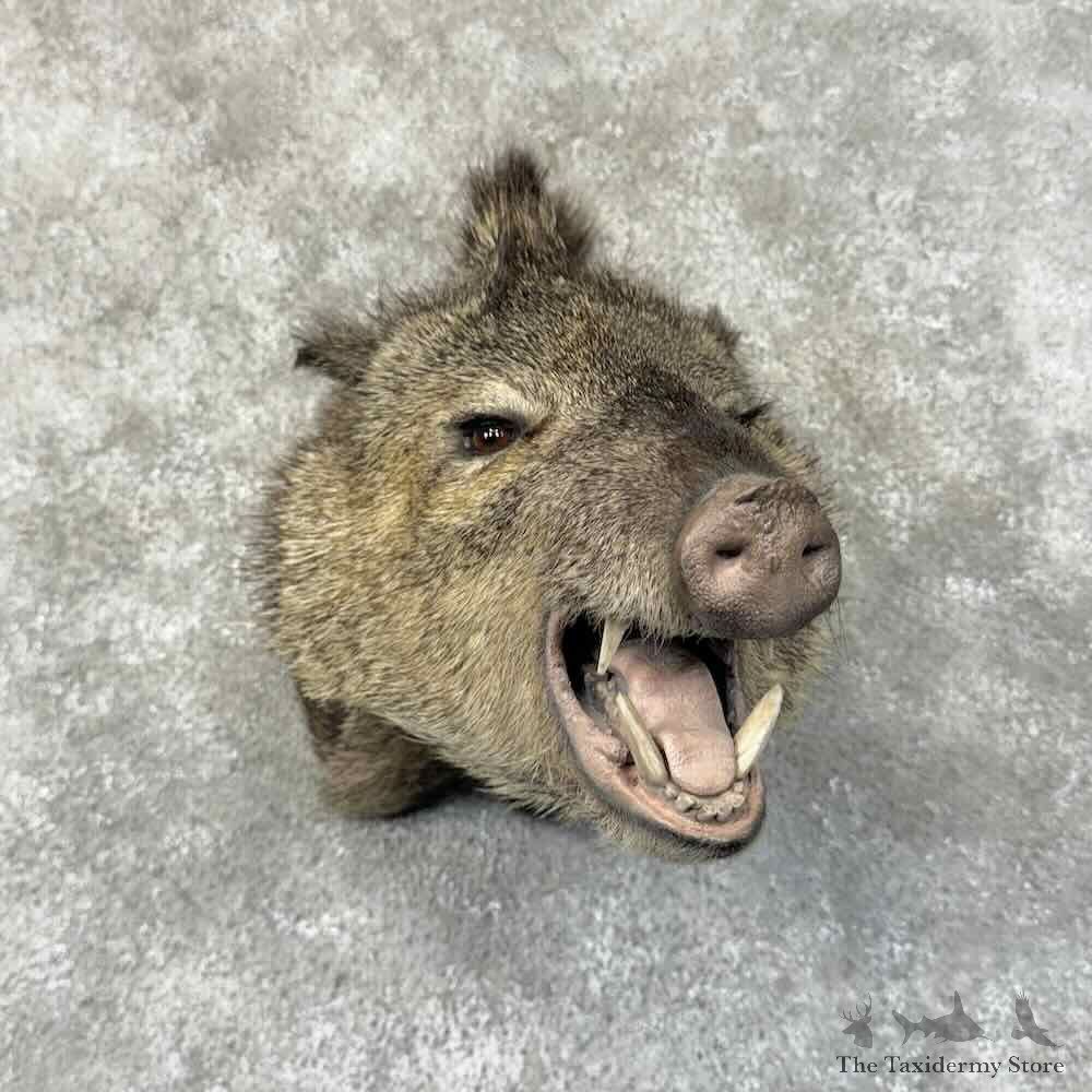 Collared Peccary Shoulder Mount For Sale #31310 @ The Taxidermy Store